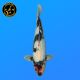 Koi Japon Nisai D. Tancho Showa eleveur Kanno 37-45 cm