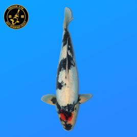 Koi Japon Nisai D. Tancho Showa eleveur Kanno 37-45 cm