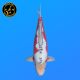 Koi Japon Nisai Shusui eleveur Tanaka 40-45 cm