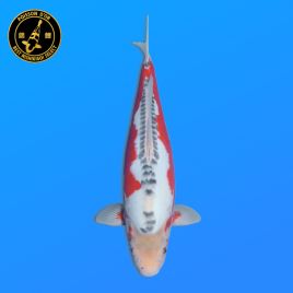 Koi Japon Nisai Shusui eleveur Tanaka 40-45 cm