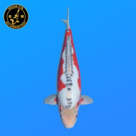 Koi Japon Nisai Shusui eleveur Tanaka 40-45 cm