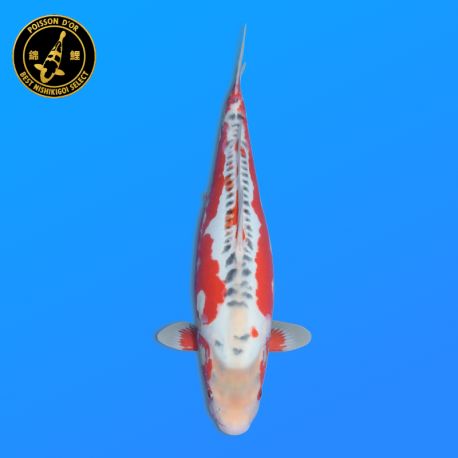 Koi Japon Nisai Shusui eleveur Tanaka 40-45 cm
