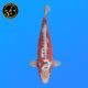 Koi Japon Nisai Shusui eleveur Tanaka 40-45 cm