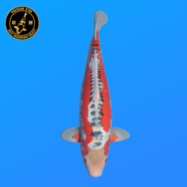 Koi Japon Nisai Shusui eleveur Tanaka 40-45 cm