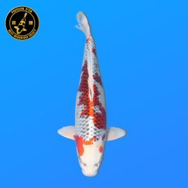 Koi Japon Nisai Kujaku eleveur Tanaka 40-45 cm