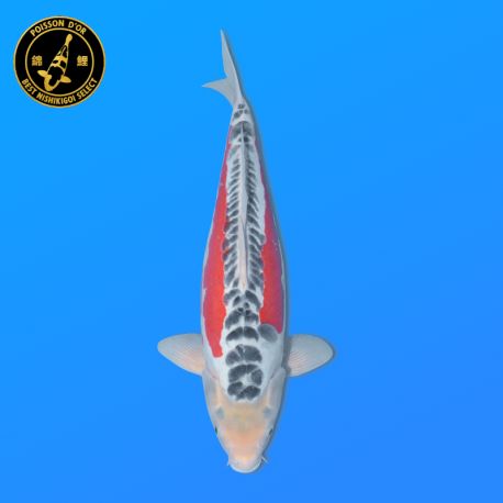Koi Japon Nisai Shusui eleveur Tanaka 40-45 cm