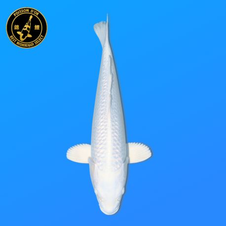 Koi Japon Nisai Purachina eleveur Sakasume 38-42 cm