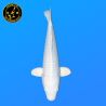 Koi Japon Nisai Purachina eleveur Sakasume 38-42 cm