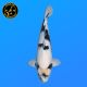 Koi Japon Nisai Shiro Utsuri Male eleveur Tanaka 40-45 cm