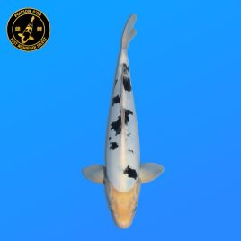 Koi Japon Nisai Doitsu Bekko eleveur Marusaka 35-40 cm
