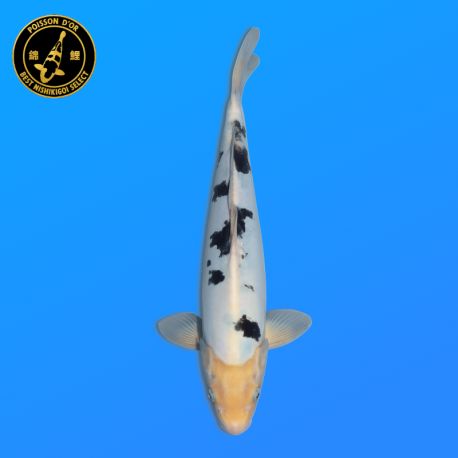 Koi Japon Nisai Doitsu Bekko eleveur Marusaka 35-40 cm
