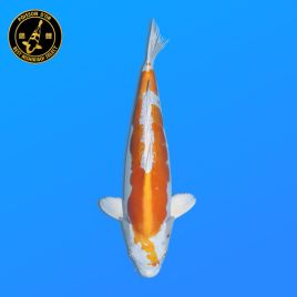 Koi Japon Nisai Doitsu Hariwake eleveur Marusaka 35-40 cm