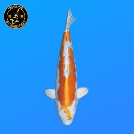 Koi Japon Nisai Doitsu Hariwake eleveur Marusaka 35-40 cm