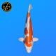 Koi Japon Nisai Kikusui eleveur Marusaka 35-40 cm