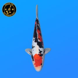 Koi Japon Nisai Beni Kumon. eleveur Seiki 35-43 cm