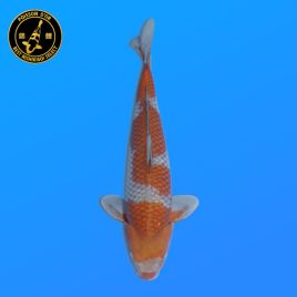Koi Japon Nisai Ochibashigure eleveur Seiki 35-43 cm
