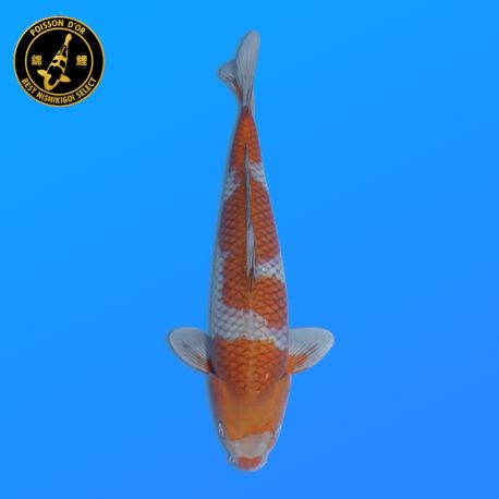Koi Japon Nisai Ochibashigure eleveur Seiki 35-43 cm