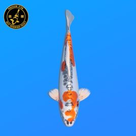 Koi Japon Nisai Doitsu Kujaku eleveur Seiki 35-43 cm