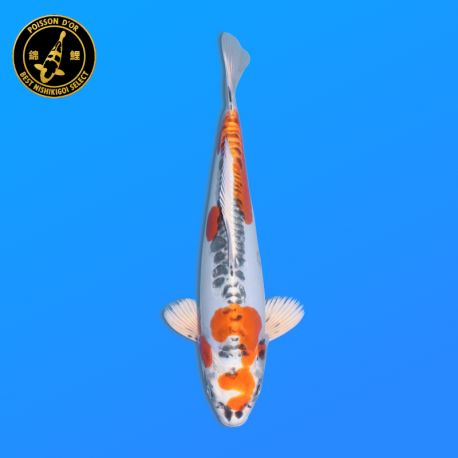 Koi Japon Nisai Doitsu Kujaku eleveur Seiki 35-43 cm