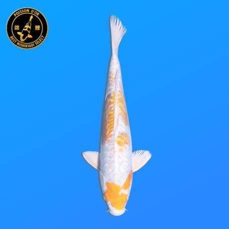 Koi Japon Nisai Doitsu Hariwake eleveur Seiki 35-43 cm