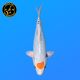 Koi Japon Nisai Tancho Yamato eleveur Seiki 35-43 cm