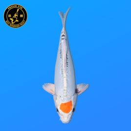 Koi Japon Nisai Tancho Yamato eleveur Seiki 35-43 cm
