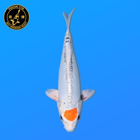 Koi Japon Nisai Tancho Yamato eleveur Seiki 35-43 cm