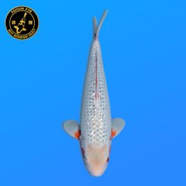 Koi Japon Nisai Ginrin Asagi eleveur Suda 35-45 cm