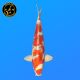 Koi Japon Nisai Kujaku eleveur Marusei 35-40 cm