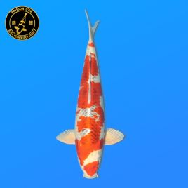 Koi Japon Nisai Kujaku eleveur Marusei 35-40 cm