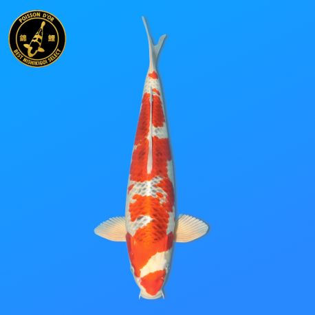 Koi Japon Nisai Kujaku eleveur Marusei 35-40 cm