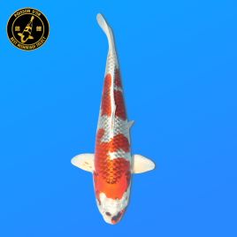 Koi Japon Nisai Kujaku eleveur Marusei 35-40 cm