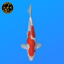 Koi Japon Nisai Doitsu Kohaku eleveur Shinoda 40-42 cm