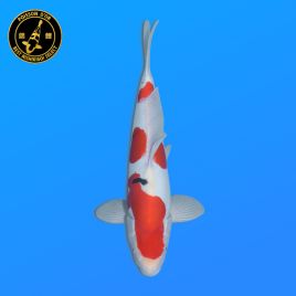 Koi Japon Nisai Doitsu Sanke eleveur Shinoda 40-42 cm