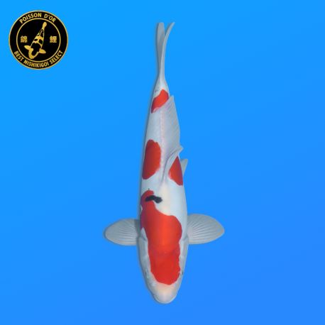 Koi Japon Nisai Doitsu Sanke eleveur Shinoda 40-42 cm