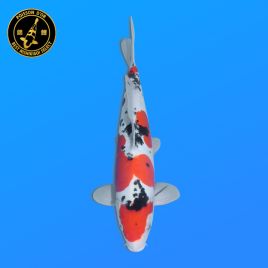 Koi Japon Nisai Doitsu Sanke eleveur Shinoda 40-42 cm