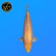 Koi Japon Nisai Ginrin karashi Femelle eleveur Torazo 46 cm