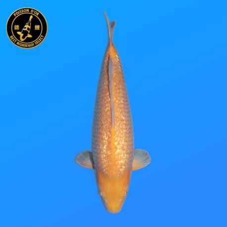 Koi Japon Nisai Ginrin karashi Femelle eleveur Torazo 46 cm