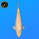 Koi Japon Nisai Ginrin karashi Femelle eleveur Torazo 45 cm