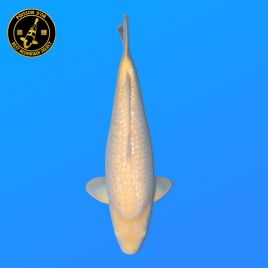 Koi Japon Nisai Ginrin karashi Femelle eleveur Torazo 45 cm
