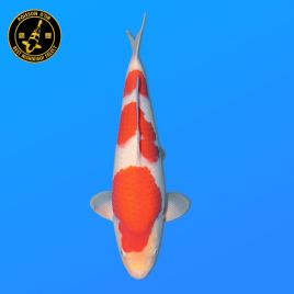 Koi Japon Nisai kohaku Femelle eleveur Torazo 40 cm