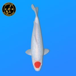 Koi Japon Nisai Ginrin Tancho eleveur Shinoda 40-42 cm