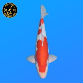 Koi Japon Nisai Doitsu Kohaku eleveur Shinoda 40-42 cm