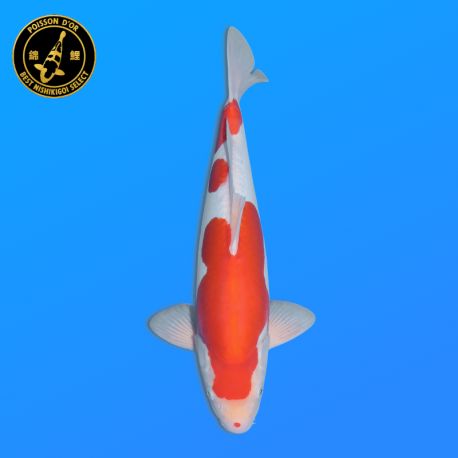 Koi Japon Nisai Doitsu Kohaku eleveur Shinoda 40-42 cm