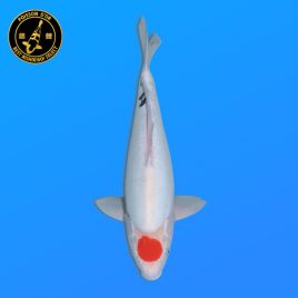 Koi Japon Nisai D. Tancho Showa eleveur Shinoda 40-42 cm