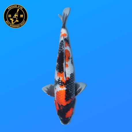 Koi Japon Nisai Ginrin Showa eleveur Shinoda 40-42 cm