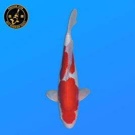 Koi Japon Nisai Doitsu Kohaku eleveur Shinoda 40-42 cm