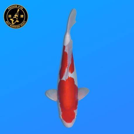 Koi Japon Nisai Doitsu Kohaku eleveur Shinoda 40-42 cm