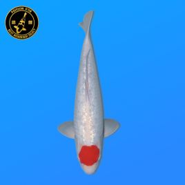 Koi Japon Nisai Ginrin Tancho Femelle eleveur Shinoda 40-42 cm