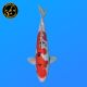 Koi Japon Nisai Doitsu Sanke eleveur Shinoda 40-42 cm